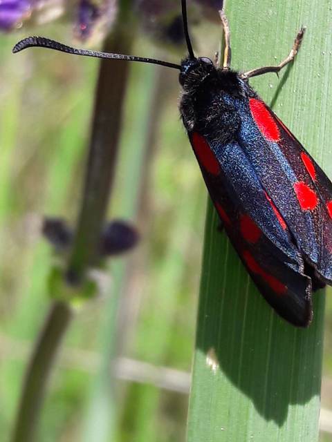 Zygaena loti - közönséges csüngőlepke