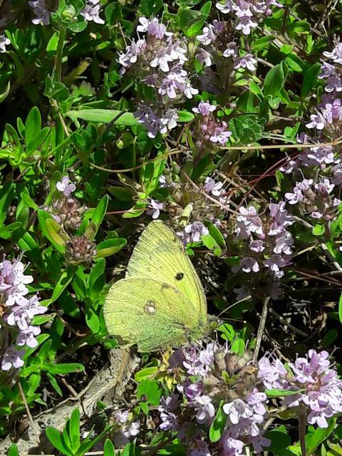 Colias erate - csángó-kéneslepke