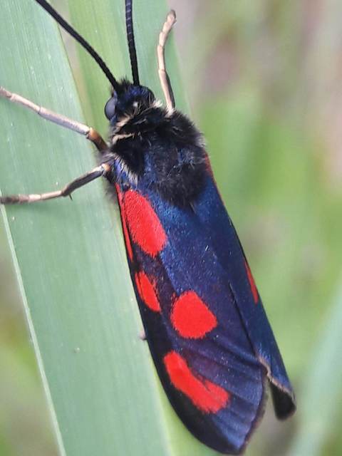 Zygaena loti - közönséges csüngőlepke