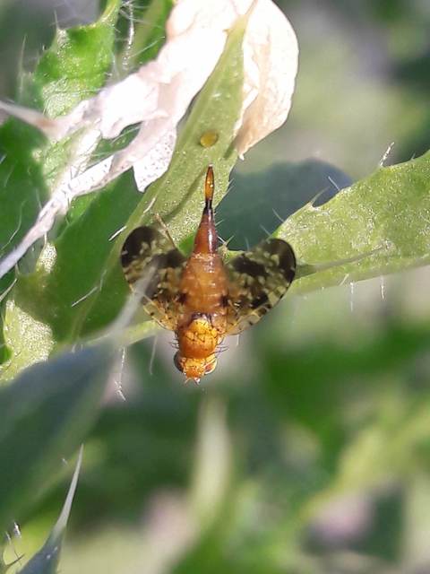 Xyphosia miliaria