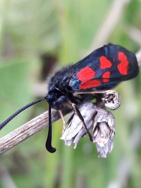Zygaena loti - közönséges csüngőlepke