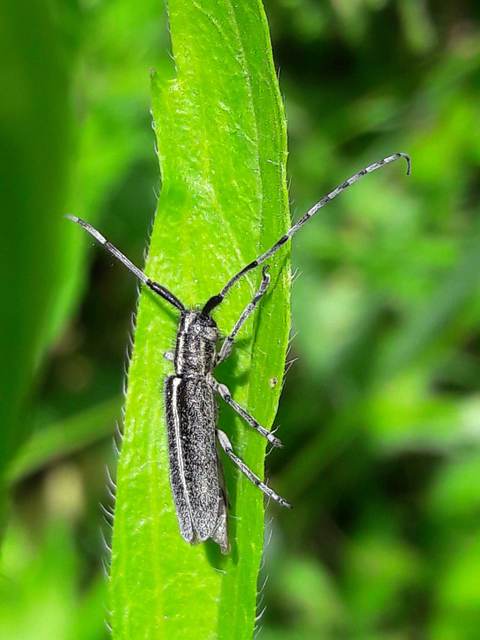 Agapanthia cardui - sávos bogáncscincér