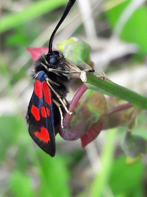 Zygaena loti - közönséges csüngőlepke
