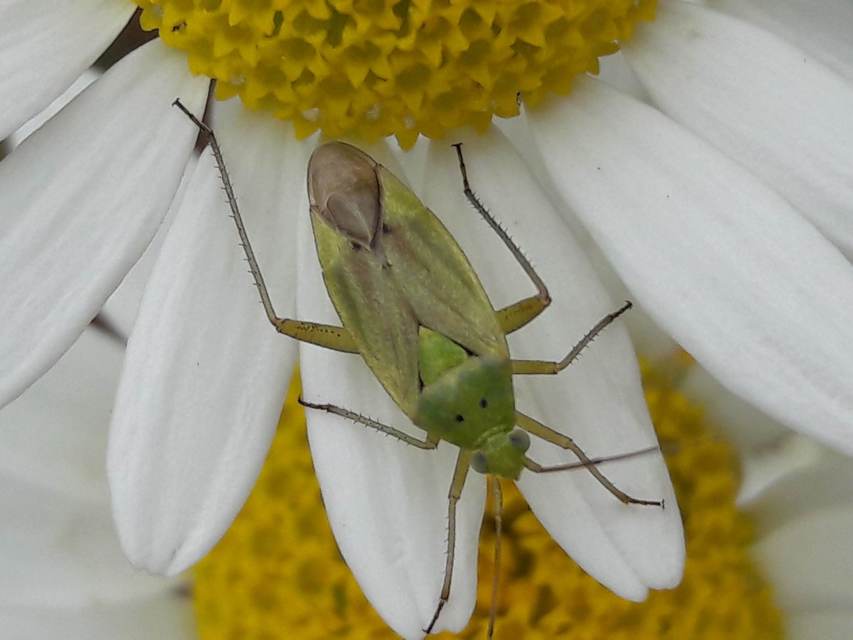 Closterotomus norwegicus - zöld mezeipoloska