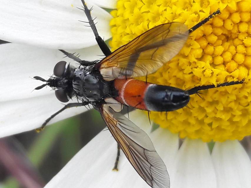 Cylindromyia