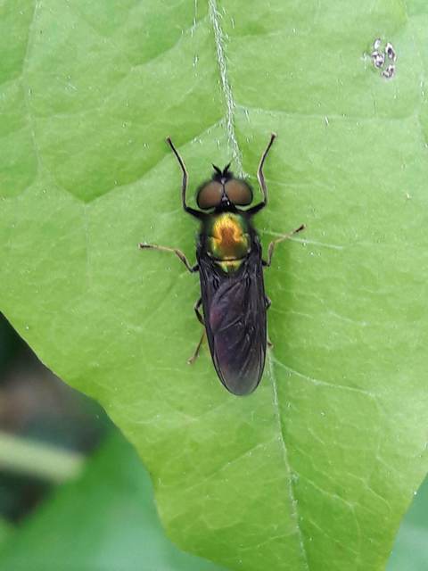 Chloromyia formosa - közönséges fémeslégy