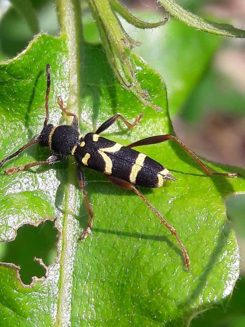 Clytus arietis - közönséges darázscincér