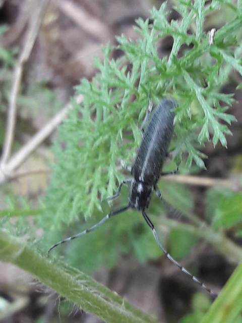 Agapanthia cardui - sávos bogáncscincér