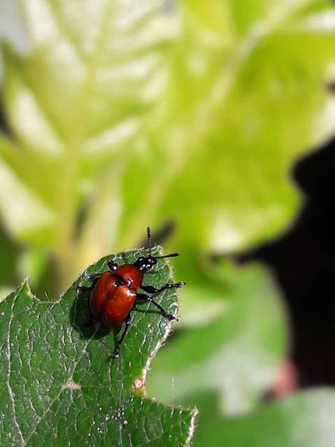 Attelabus nitens - tölgy-levélsodró