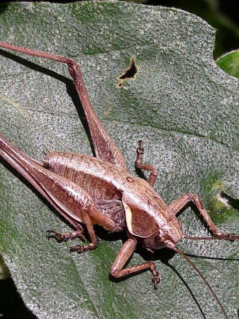 Pholidoptera aptera - nagy avarszöcske