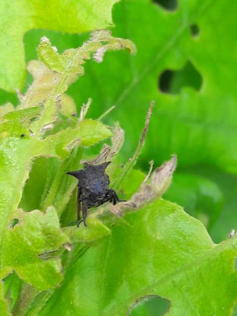 Centrotus cornutus - szarvaskabóca