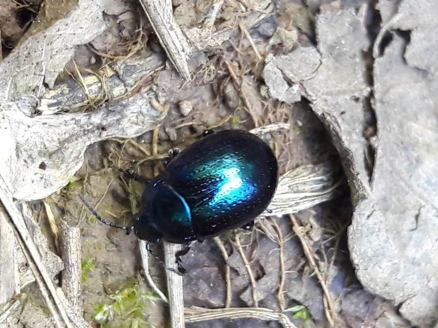 Chrysolina oricalcia - bronzos levélbogár