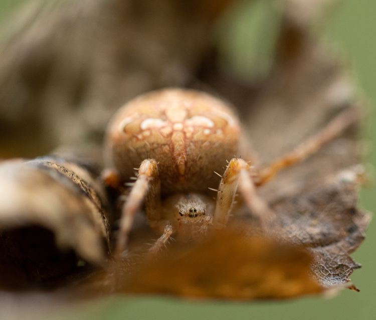 Araneus diadematus - koronás keresztespók