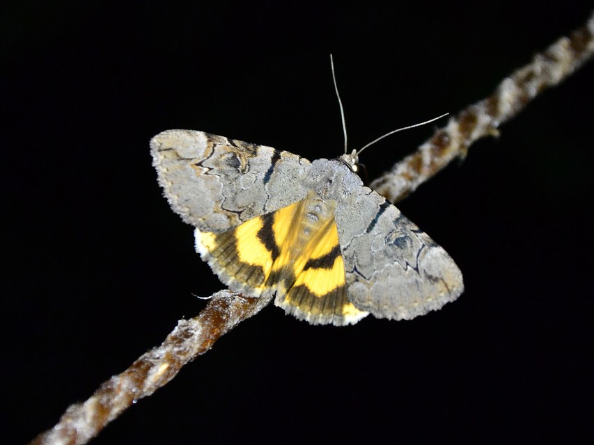 Catocala hymenaea - kökény-övesbagoly