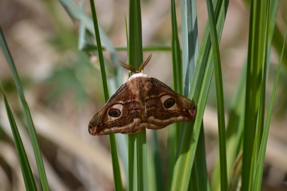Saturnia pavoniella/pavonia