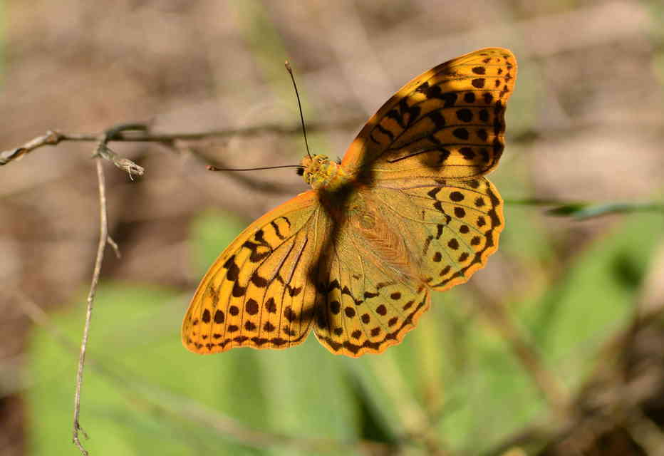 Argynnis pandora - zöldes gyöngyházlepke
