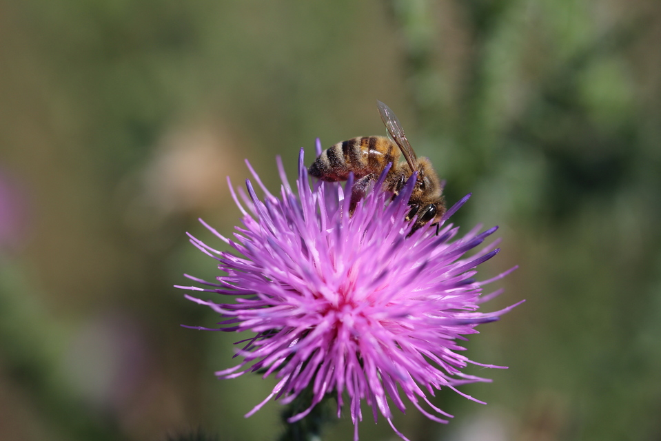 Apis mellifera - háziméh