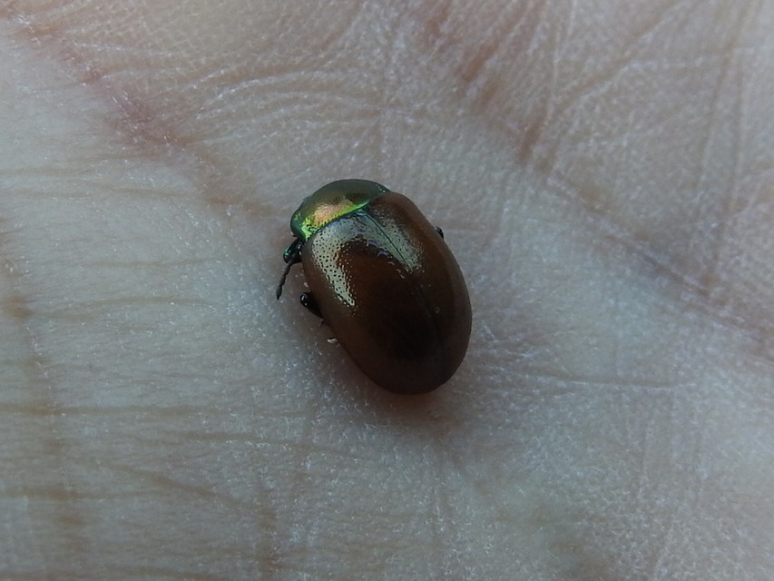 Chrysolina polita - réti mentalevelész