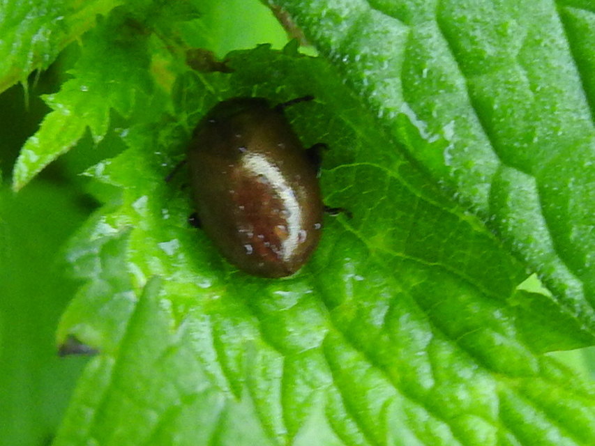 Chrysolina polita - réti mentalevelész