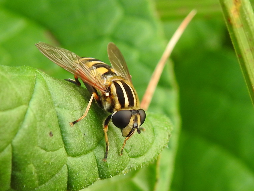 Helophilus pendulus - közönséges mocsárilégy