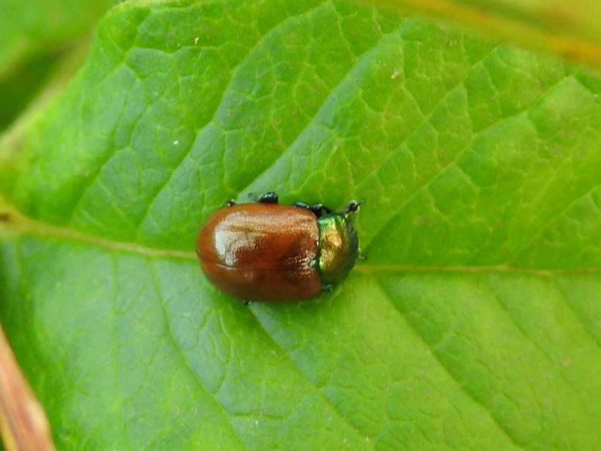 Chrysolina polita - réti mentalevelész