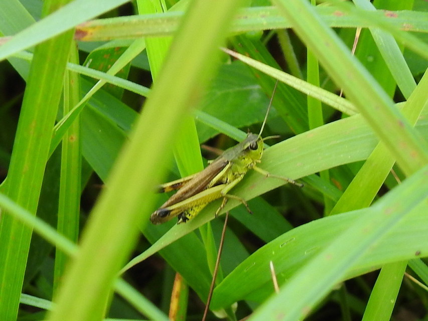 Stethophyma grossum - tundrasáska
