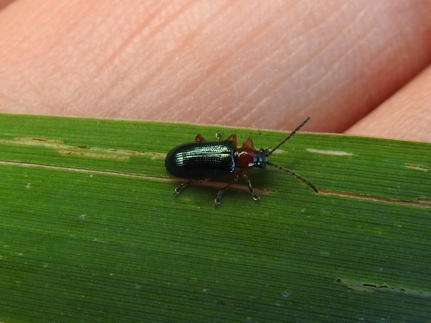 Oulema melanopus/duftschmidi