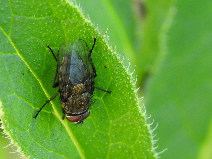 Pollenia