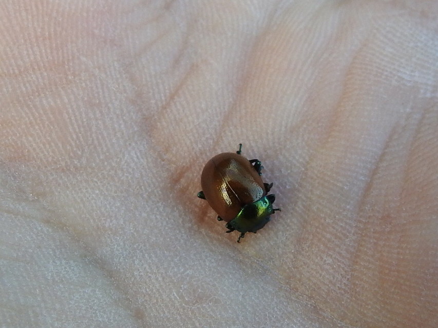 Chrysolina polita - réti mentalevelész