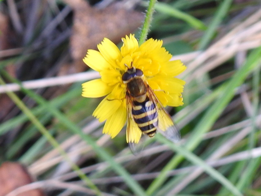 Syrphus