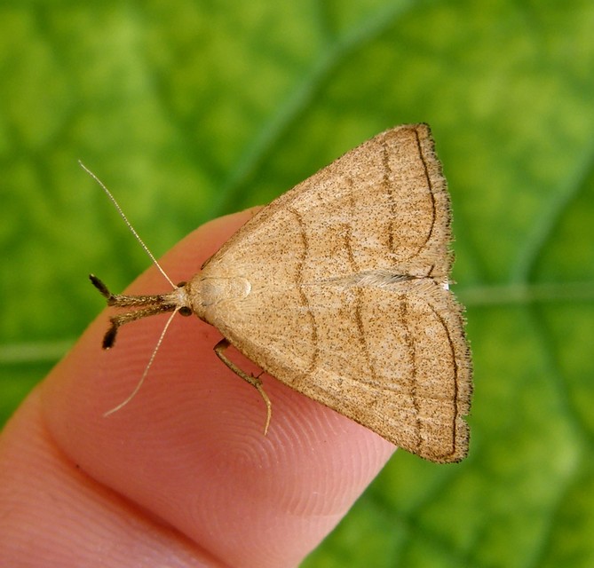 Polypogon tentacularia - sötétaljú karcsúbagoly