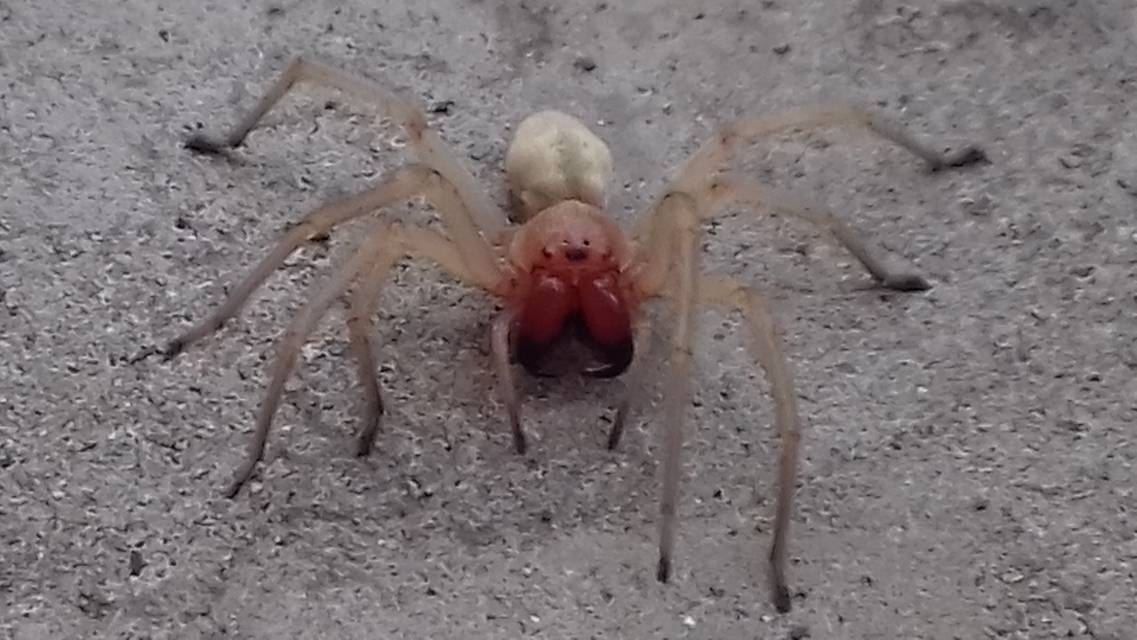 Cheiracanthium punctorium - mérges dajkapók