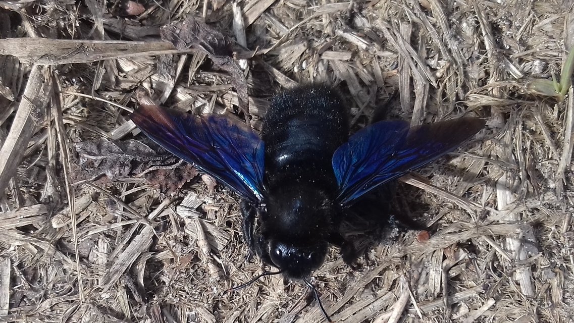 Xylocopa violacea - kék fadongó