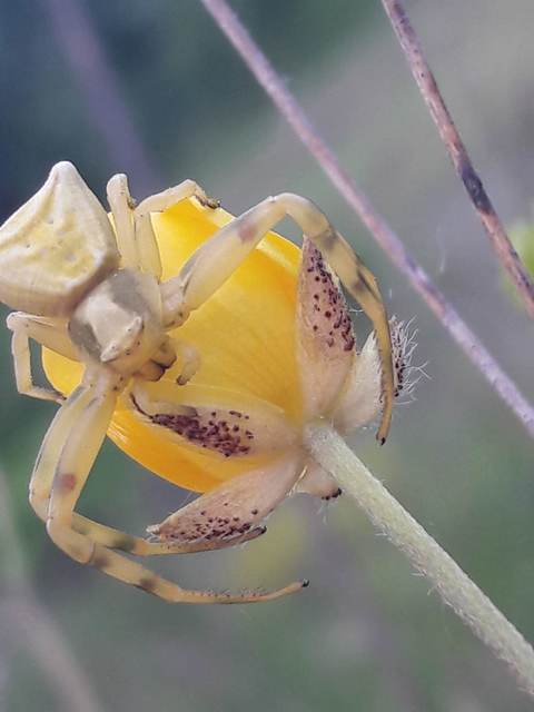 Thomisus onustus - fehér karolópók