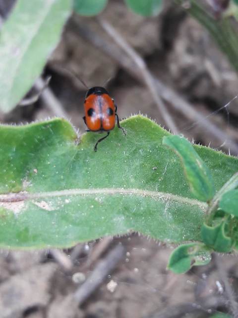 Cryptocephalus bipunctatus - kétpettyes zömökbogár