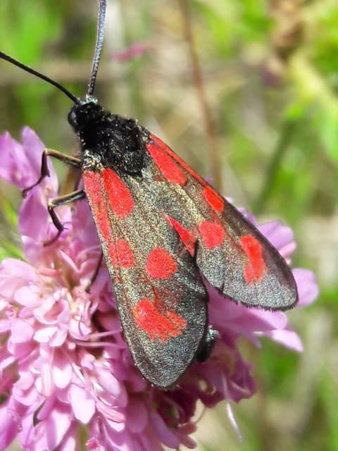 Zygaena loti - közönséges csüngőlepke