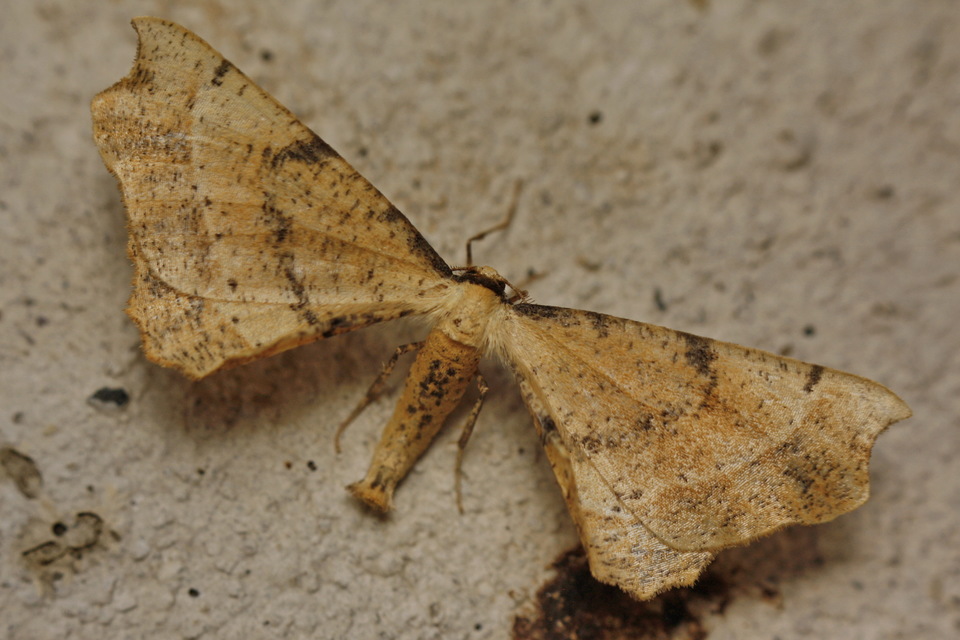 Artiora evonymaria - kecskerágó-araszoló