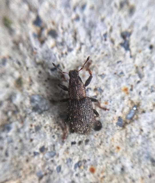 Sitona hispidulus - szőrös csipkézőbogár