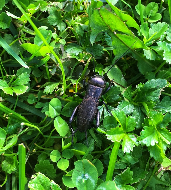 Gryllus campestris - mezei tücsök