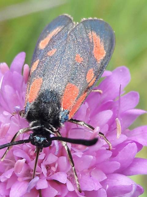 Zygaena loti - közönséges csüngőlepke