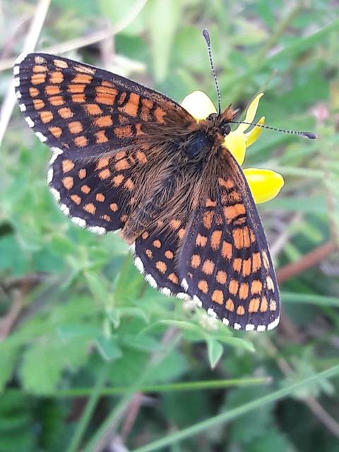 Melitaea athalia/aurelia/britomartis