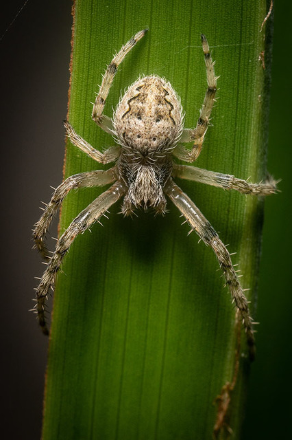 Larinioides ixobolus - ereszalji keresztespók