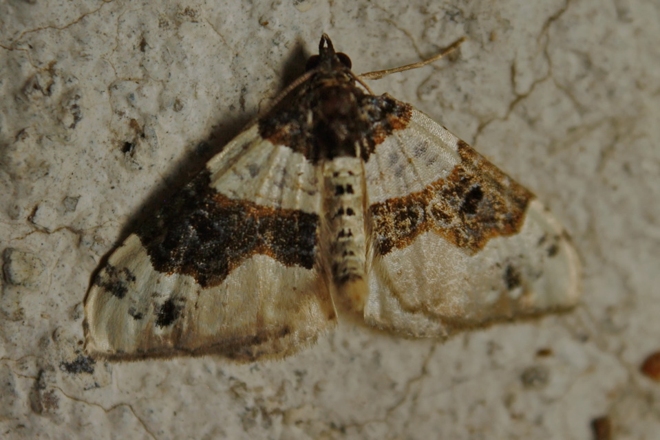 Cosmorhoe ocellata - szemes galajaraszoló