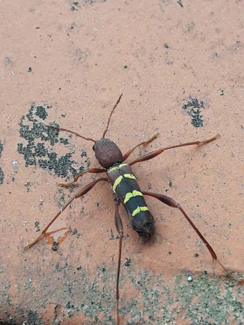 Neoclytus acuminatus - amerikai darázscincér