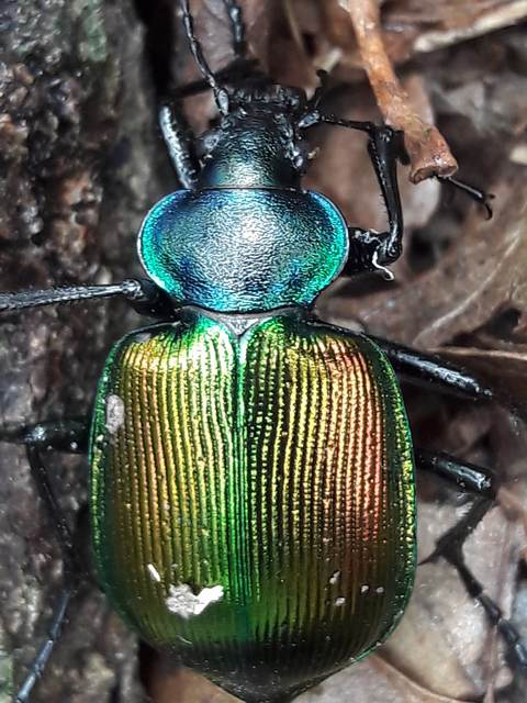 Calosoma sycophanta - aranyos bábrabló