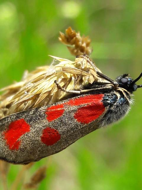 Zygaena loti - közönséges csüngőlepke