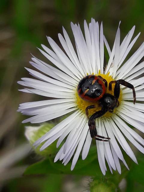 Synema globosum/ornatum