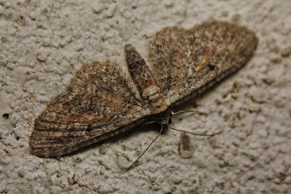 Eupithecia icterata - rozsdafoltos törpearaszoló