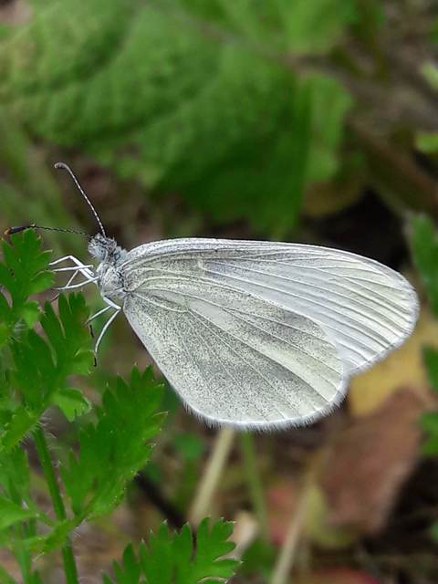 Leptidea sinapis/juvernica