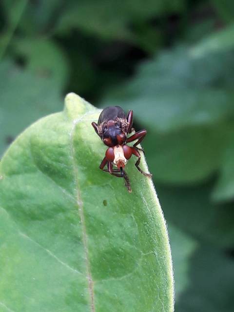 Sicus